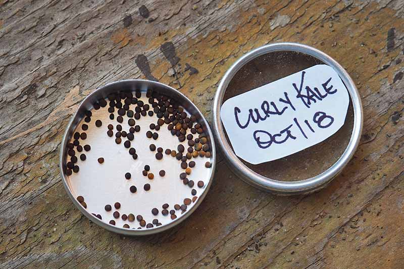 A small round open metal pot containing kale seeds on a rustic wooden surface. To the right of the frame is the lid of the pot with a white label and black text.