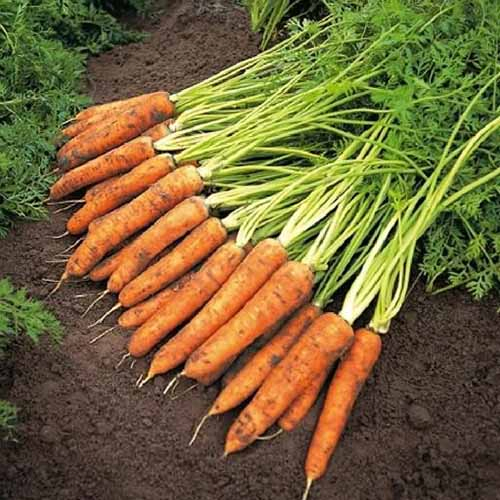 A close up of the 'Amsterdam' variety of carrots with soil on the roots and the leafy green tops still attached on a dark earth background.