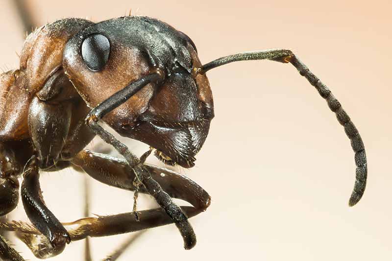 A close up portrait of the the face on an ant showing its large antennae and dark colored eyes on a light soft focus background.