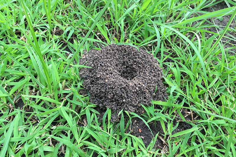 A top down picture of an ants nest in the lawn, a mound of dirt with a hollowed out center.