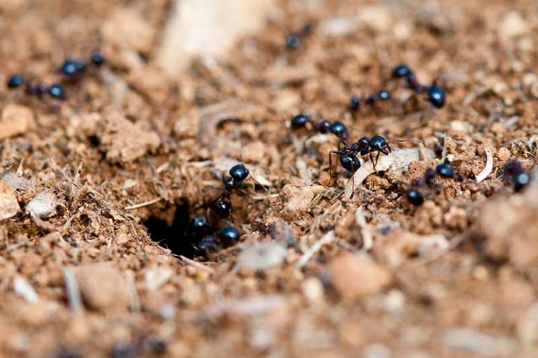 Ants Entering The Nest 768x512 