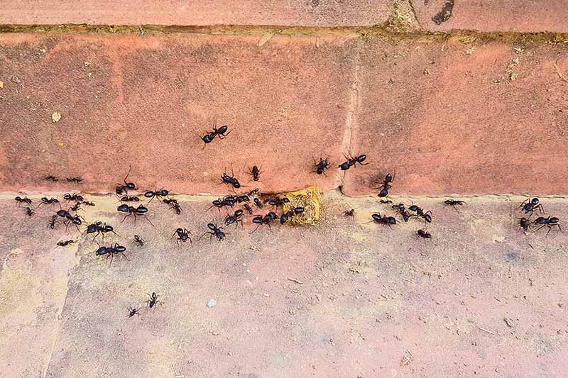 A close up of a collection of ants on a brick surface feeding on some food.