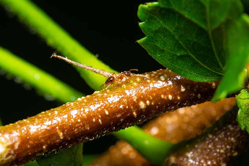 A close up of a Linepithema humile on a branch of a plant with leaves to the right of the frame on a dark soft focus background.