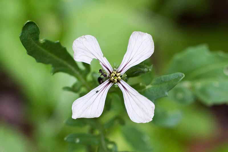 A close up of an Eruca vesicaria flower with foliage behind it on a green soft focus background.
