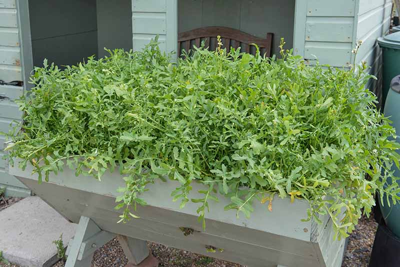 A light green wooden planter containing Eruca vesicaria set on a gravel surface with a house in the background.