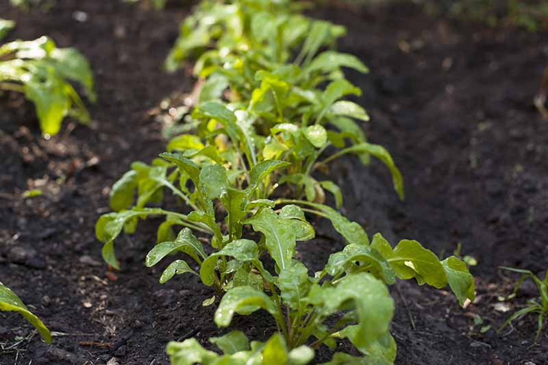A close up of small arugula plants growing in rows in the garden with dark soil in between fading to soft focus in the background.