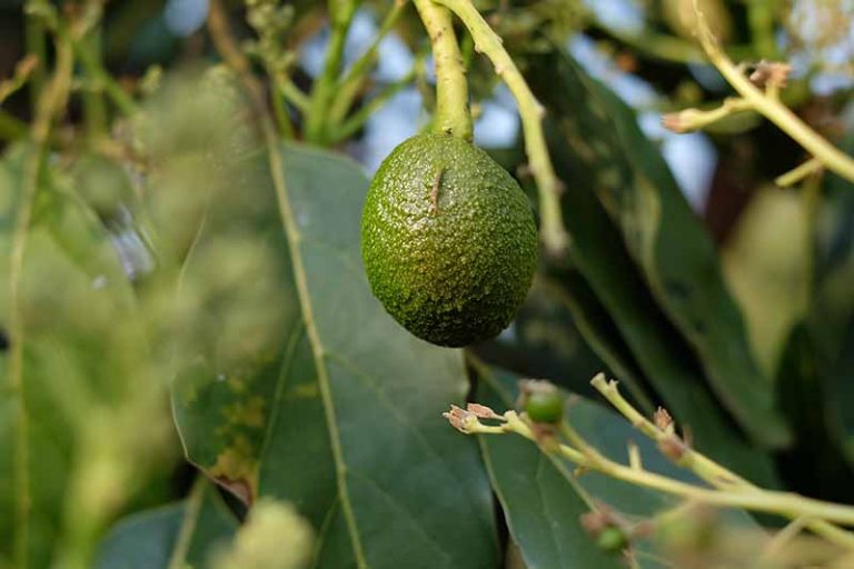 9 Of The Best Cold Hardy Avocado Trees Gardeners Path