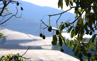 A close up of an avocado tree with fruit hanging from the branch, surrounded by leaves with snow and a mountain in the background in bright sunshine.