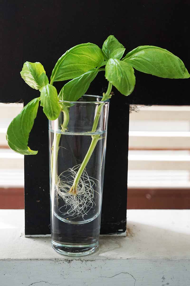 A vertical picture of two basil cuttings in a glass of water with new roots starting to form on a dark background.