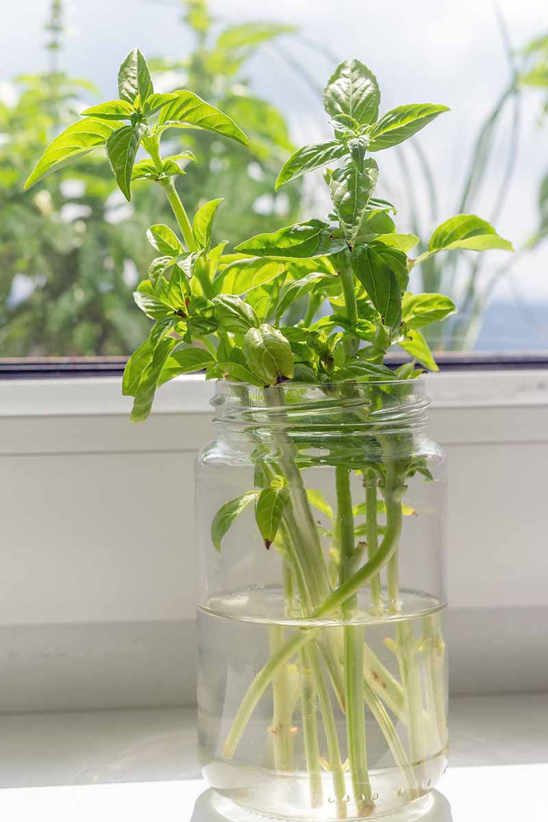A close up of several cuttings from a basil plant set in a glass jar half filled with water, on a sunny windowsill with soft focus garden views through the window.