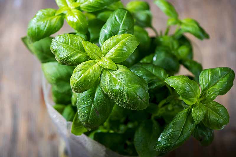 A close up of a basil plant in a pot with droplets of water all over the leaves on a soft focus background.