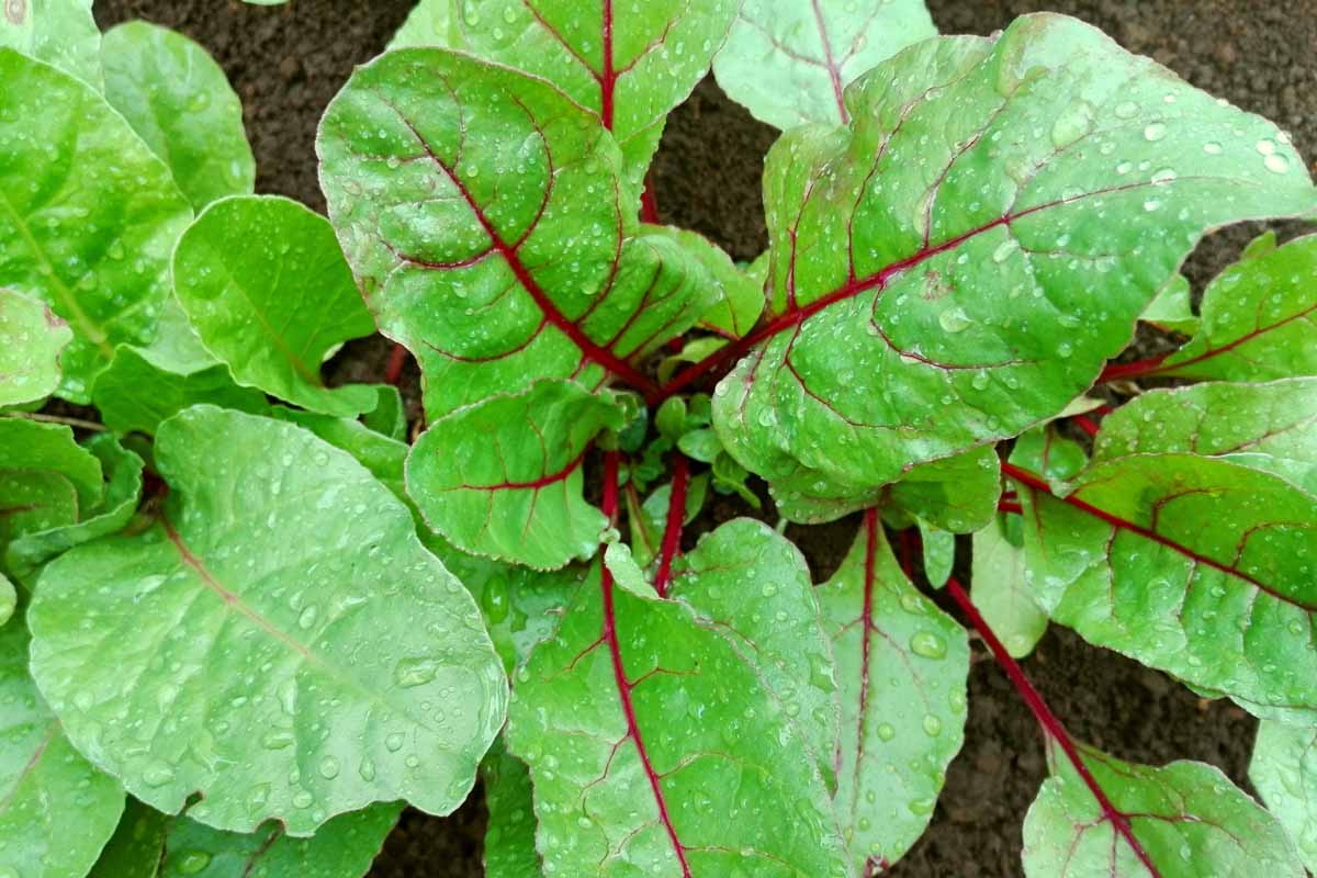 A close up top down picture of beet greens growing in the garden with bright green leaves and dark red stems and veins.