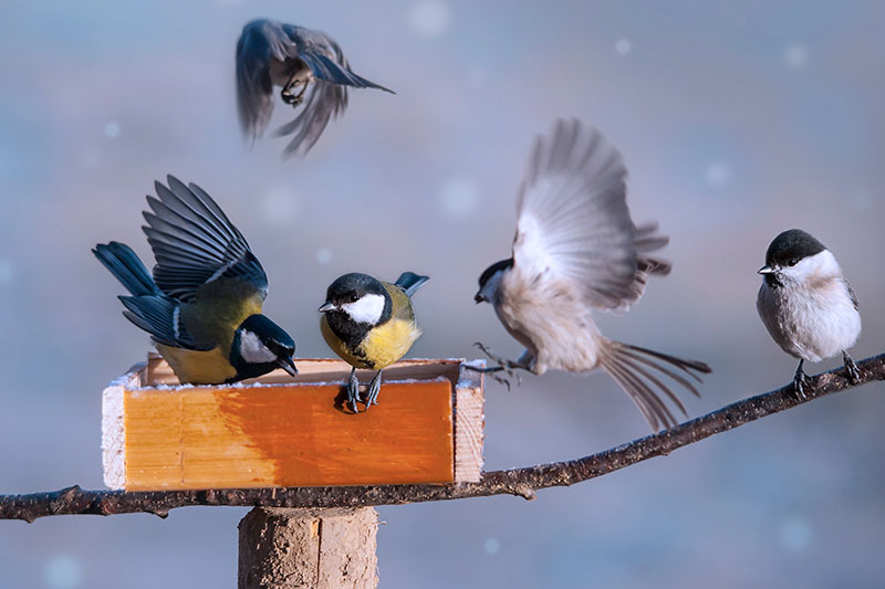 A close up of five birds and a tree branch with a wooden feeder on a soft focus winter background.