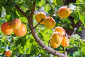 Ripe fruit on a cold hardy apricot tree.