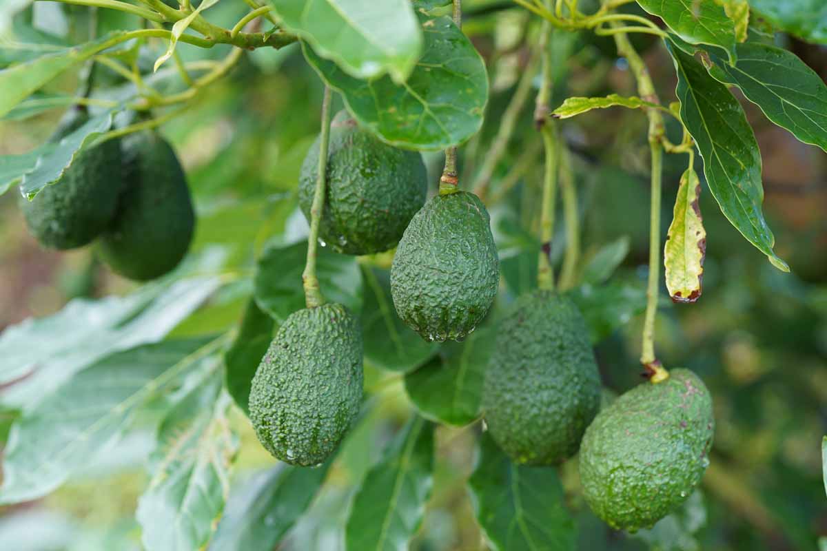 Close up of ripe avocado fruit hanging from tree branches.