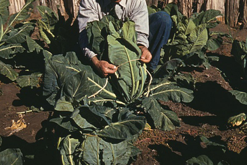 A close up of a man's hands tying the large leaves of a cauliflower plant around the the developing head with twine. In the background is soil, a wooden fence, and further plants, in light sunshine.