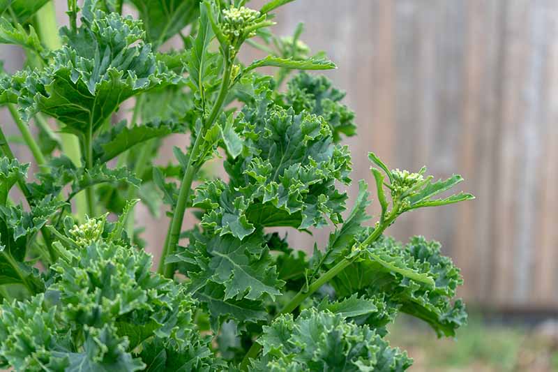 A close up of a green kale plant that has started to bolt and produce flowers before going to seed.
