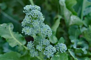 A close up of a broccolini plant with delicate heads on long thin stems growing in the garden on a soft focus background.