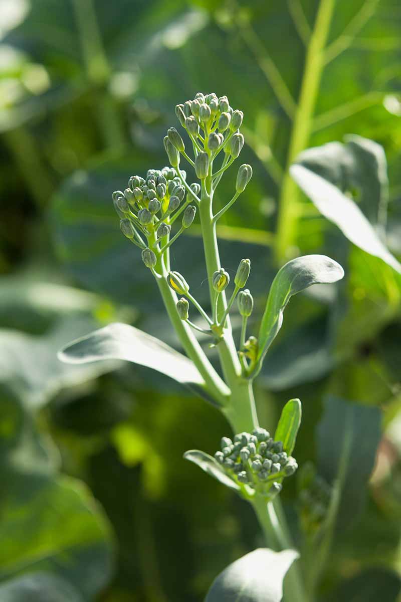 A close up vertical picture of a broccolini plant growing in the garden in light sunshine on a soft focus background.
