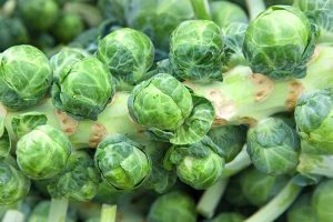 A close up of a brussels sprout stalk with mature buds ready for harvesting, on a soft focus background.