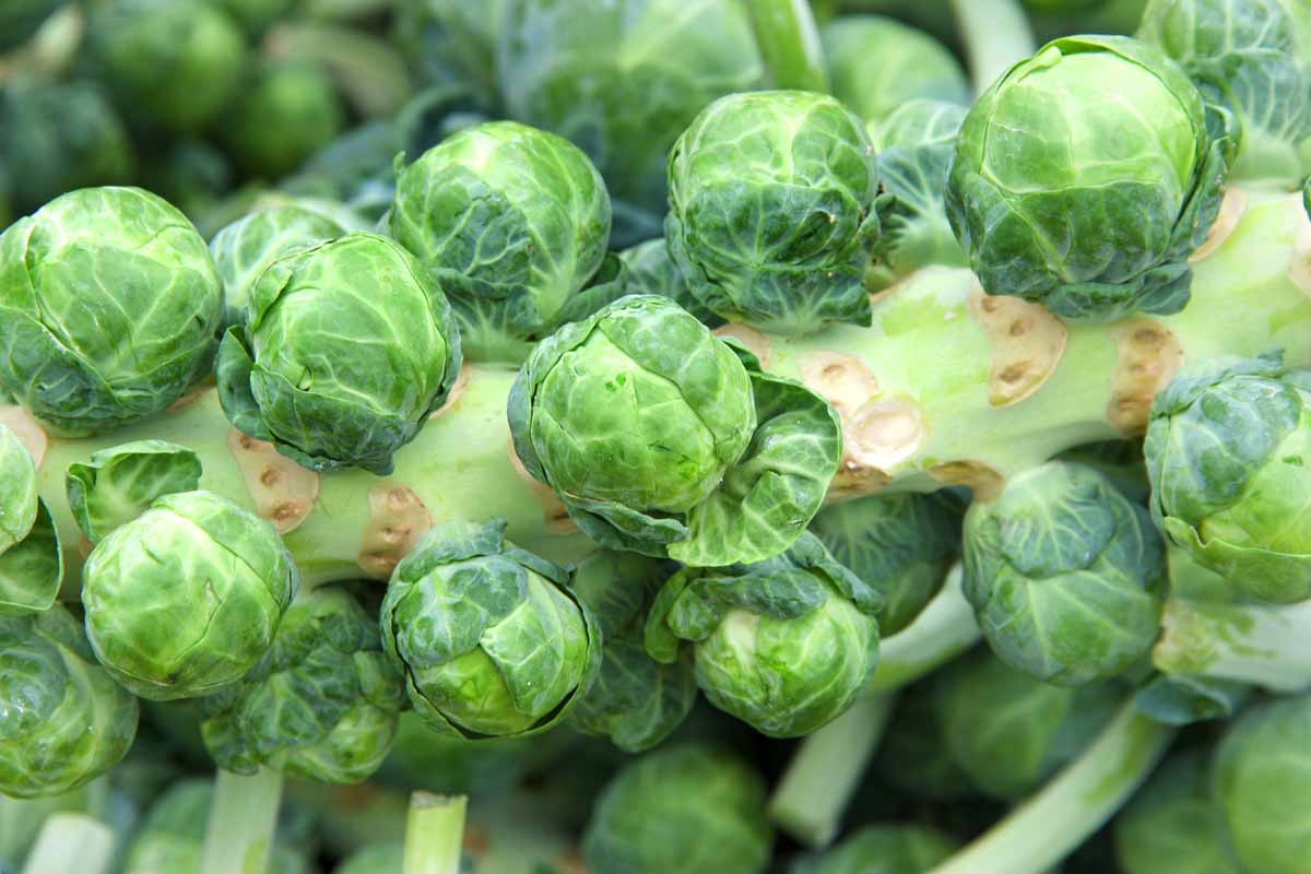 A close up of a brussels sprout stalk with mature buds ready for harvesting, on a soft focus background.