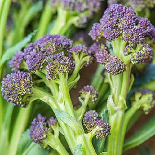 A close up of purple sprouting broccolini 'Burgundy Hybrid' on a soft focus background.