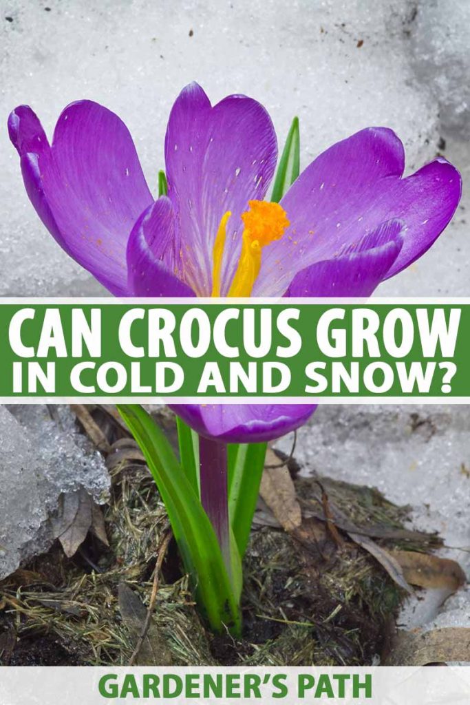 A close up of a purple crocus flower with an orange center and green foliage pushing up through the snow on the ground. To the center and bottom of the frame is green and white text.
