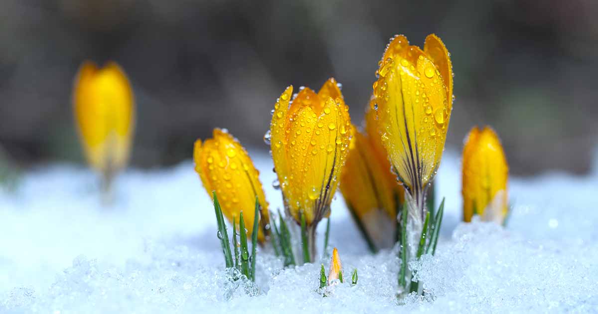 Can Crocus Grow in the Cold and Snow? | Gardener's Path