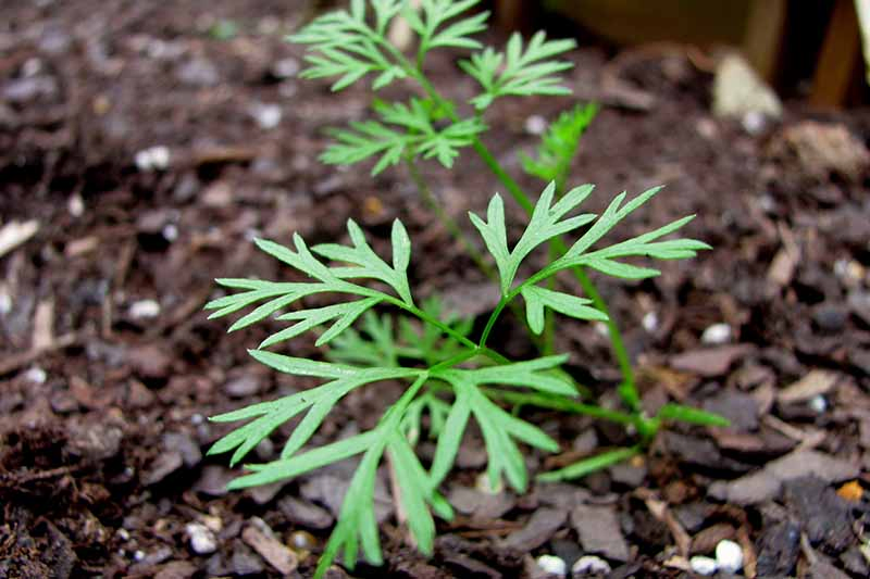 A close up of a tiny carrot seedling growing in a container with bark mulch surrounding it on a soft focus background.