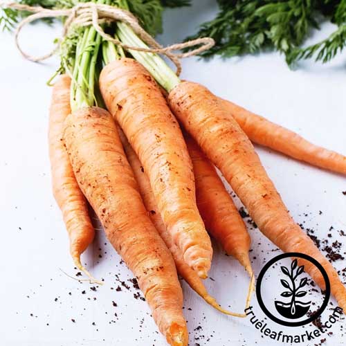 A bundle of freshly harvested 'Amsterdam' carrots on a white surface.