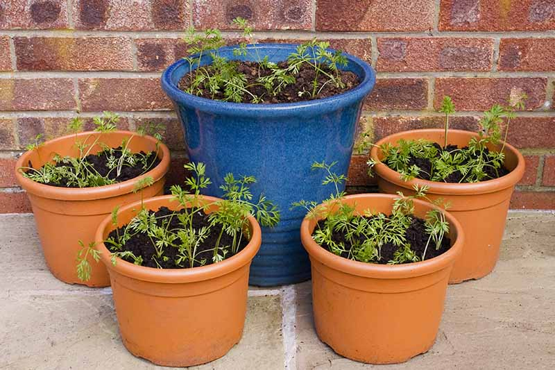 A close up of four terra cotta pots surrounding a large blue ceramic pot all containing carrot seedlings. The background is a paved surface and a brick wall.