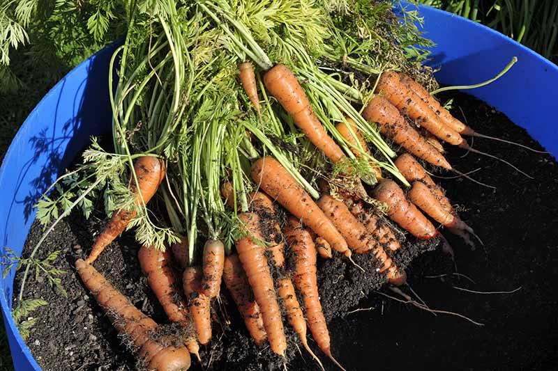 A close up of freshly harvested carrots with dark soil on the roots and the green tops still attached, set on dark earth in a blue container in bright sunshine.