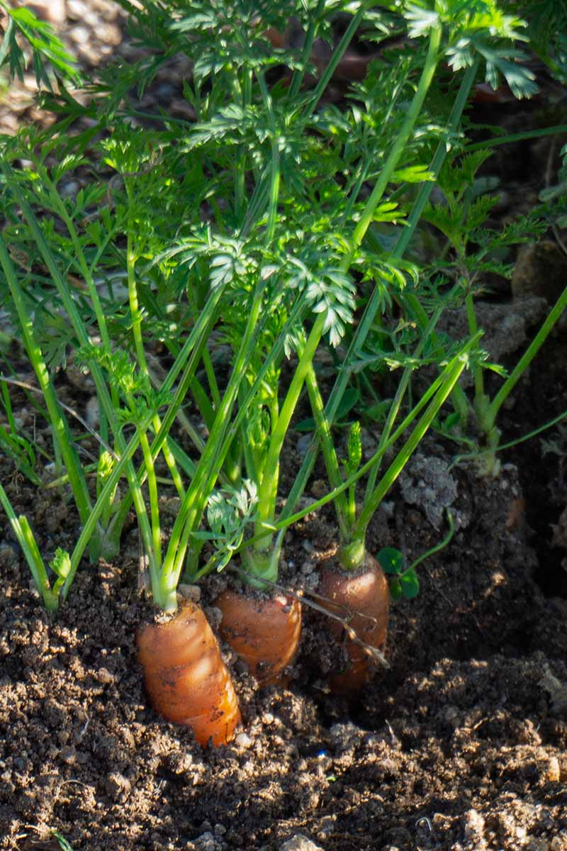 A vertical picture of carrots growing in a container with the orange roots visible above the soil and the bright green leafy tops attached, in filtered sunshine.