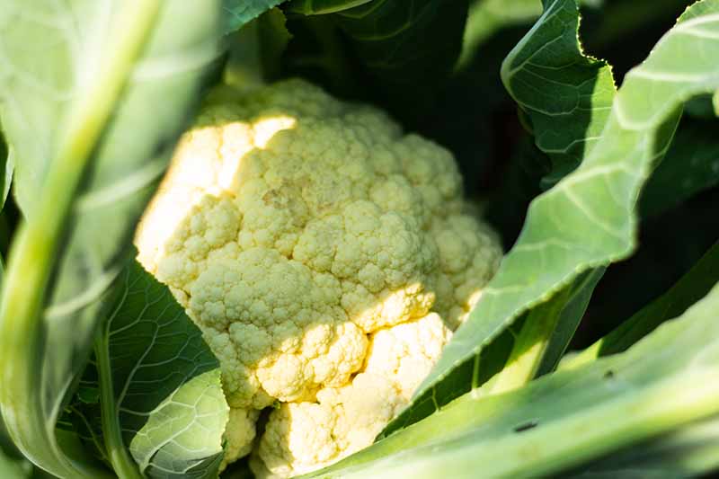 A close up of a cauliflower head, the white curds shown on a dark background between large leaves in soft focus, in filtered sunshine.