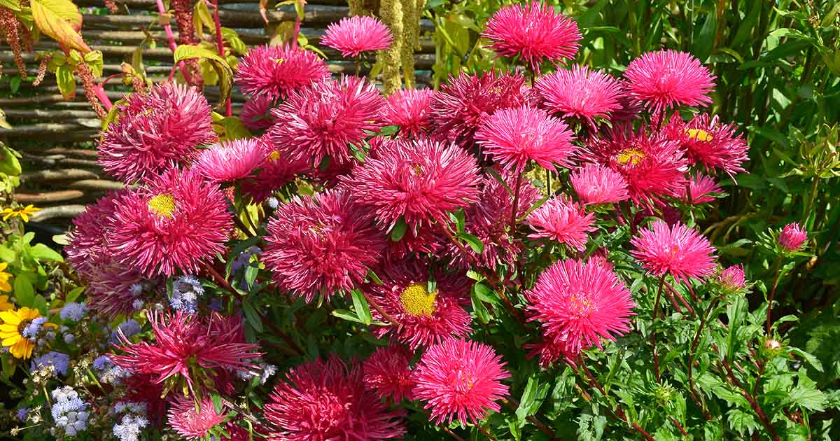 Callistephus chinensis Annual Flower Seeds Aster King Size Red