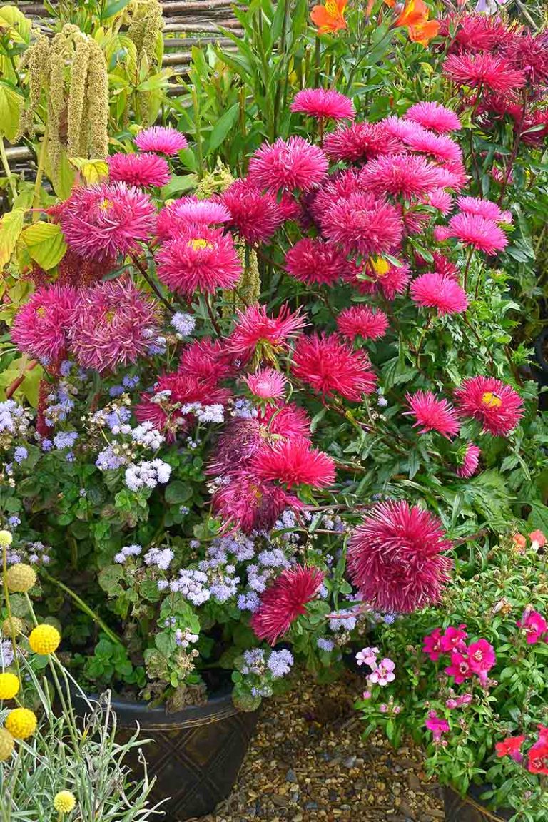 How To Grow China Aster Callistephus Chinensis Gardener s Path How To Grow China Aster Callistephus Chinensis Gardener s Path