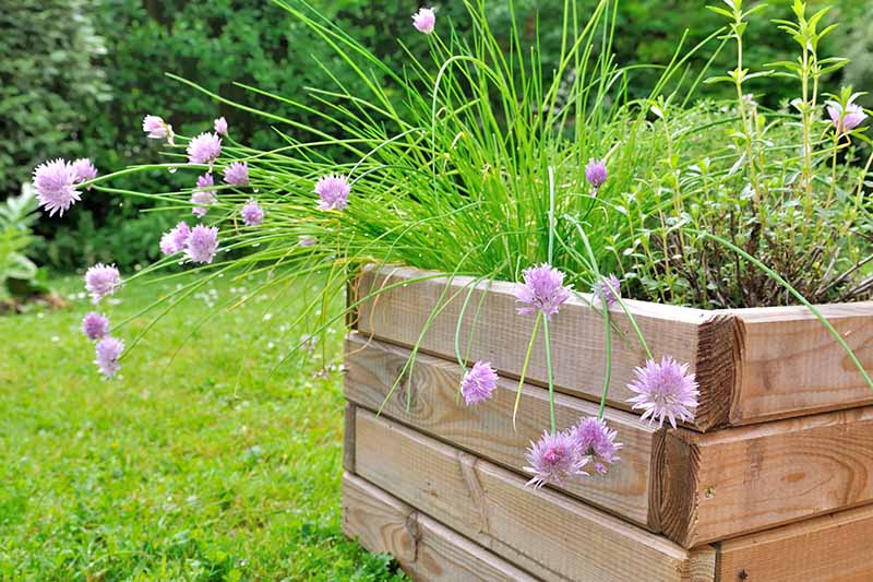 A wooden container with a large flowering Allium schoenoprasum plant with other herbs. In the background is a lawn and a hedge in soft focus.