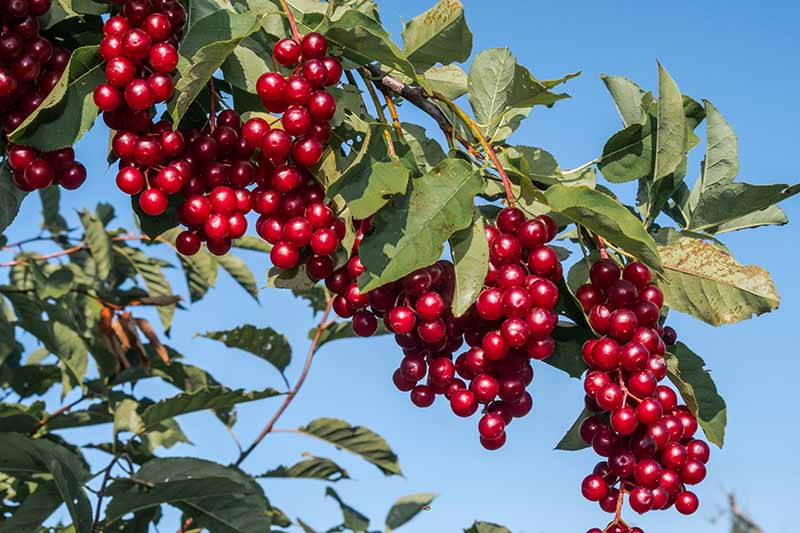 A close up of a cherry tree with large bunches of ripe, rich red fruit contrasting with the green foliage in bright sunshine with a blue sky in the background.