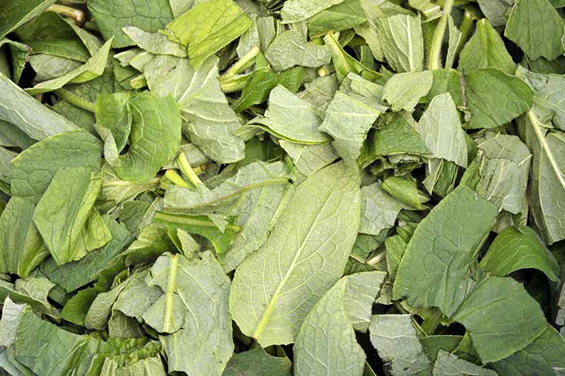 Un gros plan de feuilles de consoude fraîchement récoltées hachées pour être utilisées comme engrais.