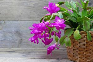 How to Grow and Care for Christmas Cactus