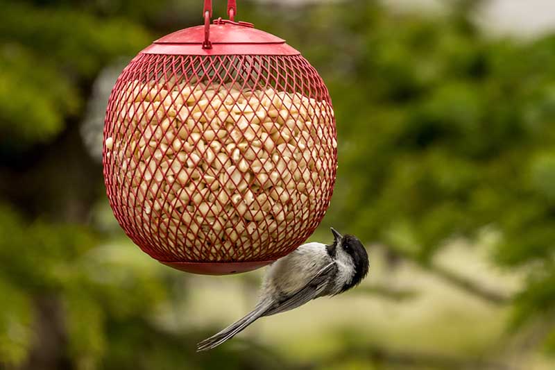 A close up of a red metal ball-shaped feeder filled with peanuts and a small bird eating from it. The background is green vegetation fading to soft focus.