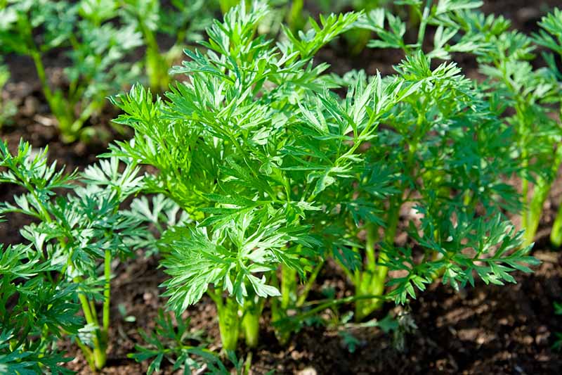 A close up of small carrot seedlings growing in rich earth, the bright green leaves contrasting with the dark earth in bright sunshine.