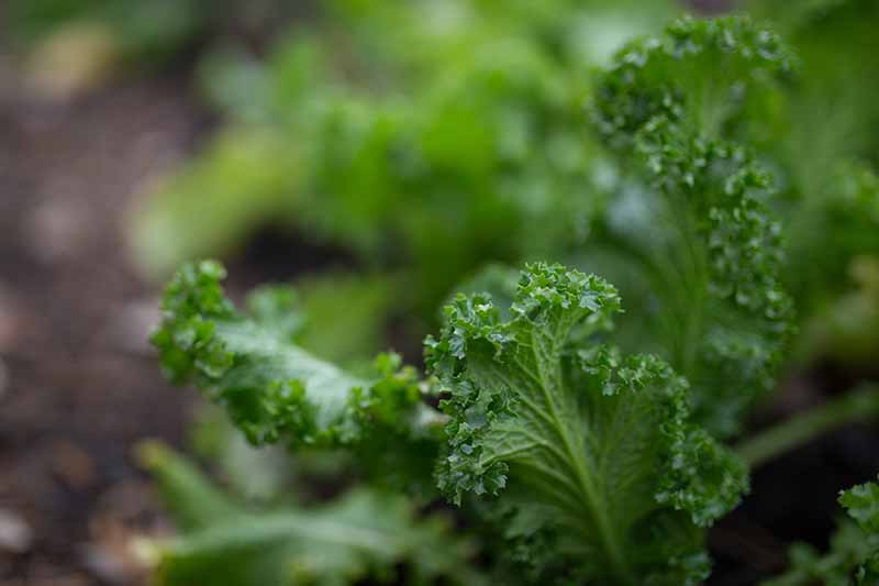 A close up of bright green curly kale leaves on a soft focus background.