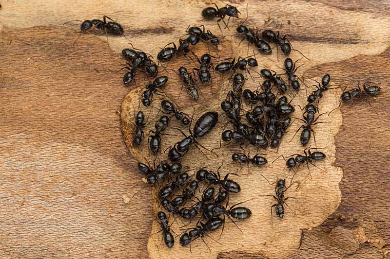 A top down picture of a large group of dark worker ants clustering around the queen on a wooden surface.