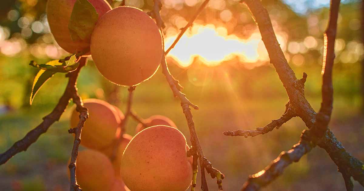 A close up of a cluster of apricots on the branch at sunset, on a soft focus background.