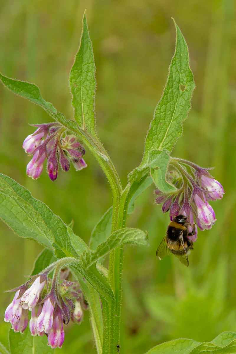 A close up of a stem of a comfrey plant with green leaves and small purple flowers with a bee, on a soft focus green background.