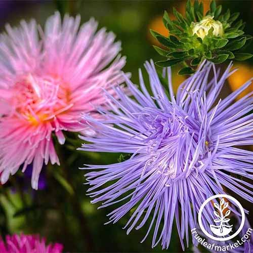 A close up of the 'Crego Giant' aster variety, to the right of the frame is a purple flower with thin petals, to the right of the frame is a pink colored bloom. To the bottom right of the frame is a white circular logo with text.