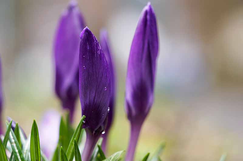 A close up of bright purple crocus buds ready to flower with green foliage to the bottom of the frame and a light soft focus background.