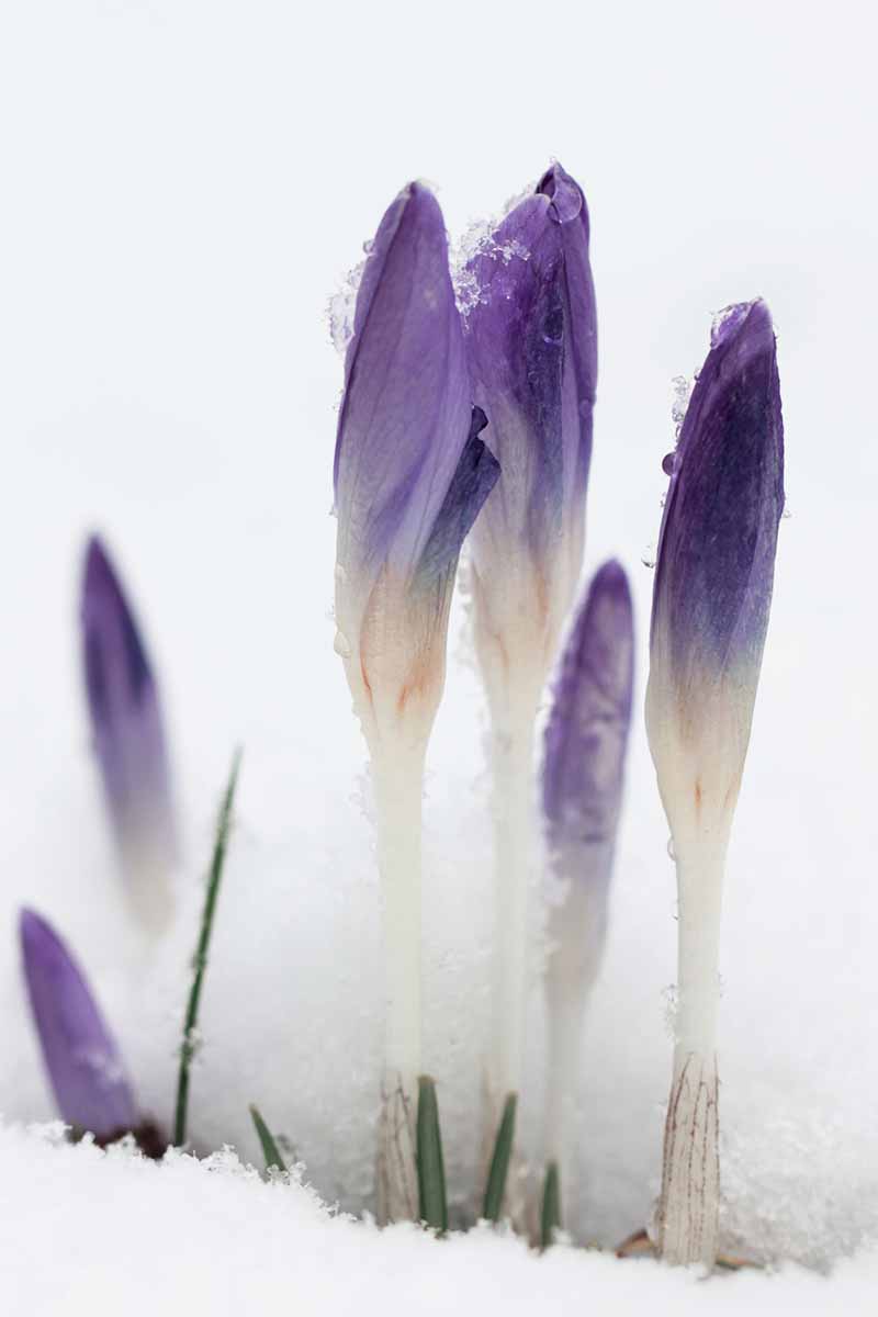 A vertical close up picture of purple crocus buds just pushing up through the snow, with tiny green shoots on a soft focus background.