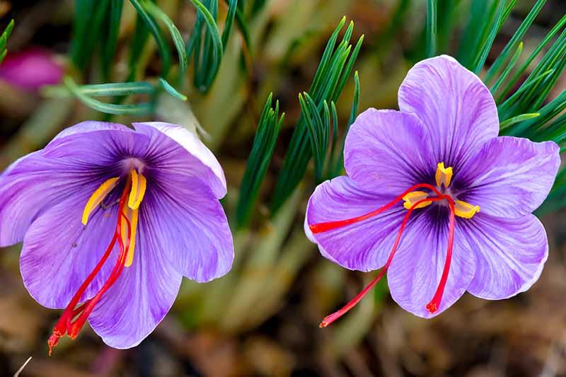 A close up of two purple crocus flowers showing the saffron developing in the center of the blooms with foliage in the background fading to soft focus.